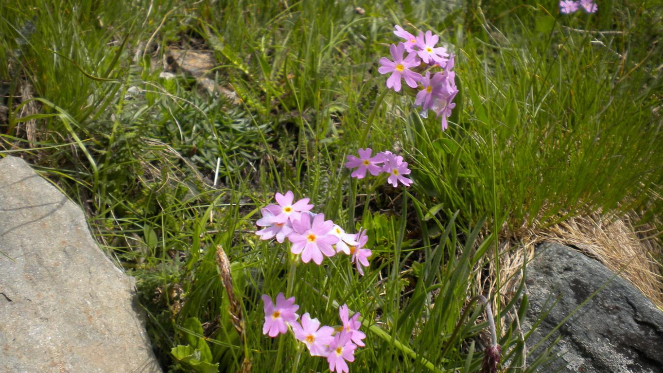 Val d''Aosta 01 - Primula cfr.farinosa